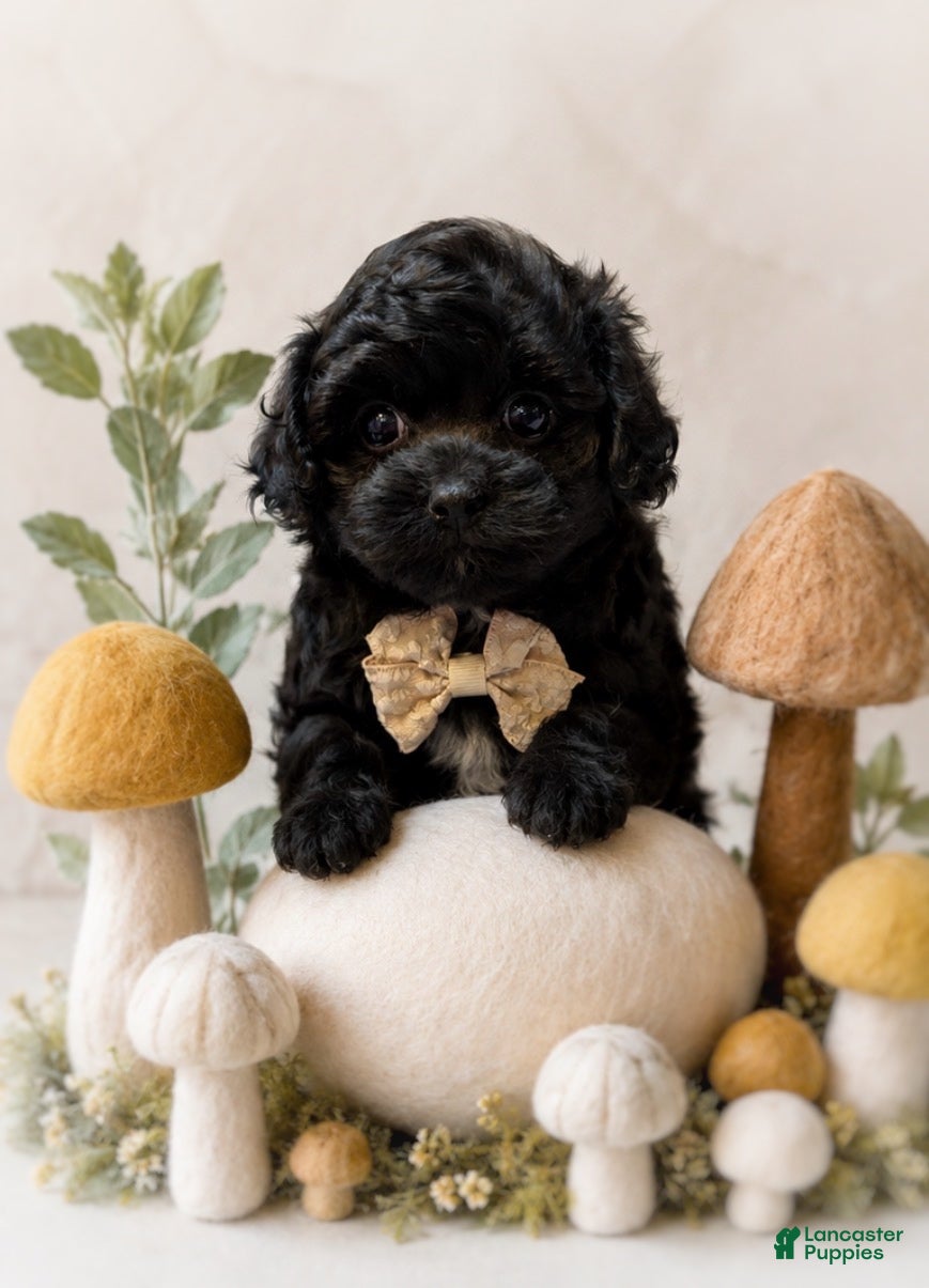 Shihpoo dogs Louie - Ad 2