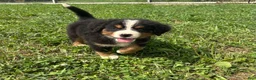 Bernese Mountain Dog dogs for sale: Paisley - Ad 15