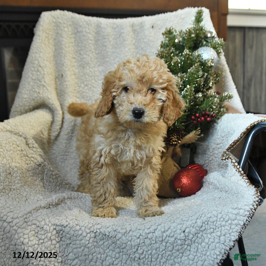 Mini Goldendoodle dogs Callie - Ad 23