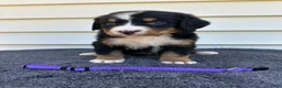 Bernese Mountain Dog dogs for sale: Berner bunch - Ad 8