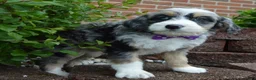 Mini Bernedoodle dogs for sale: Bailey - Ad 15