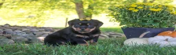 Rottweiler dogs for sale: Oakley - Ad 8