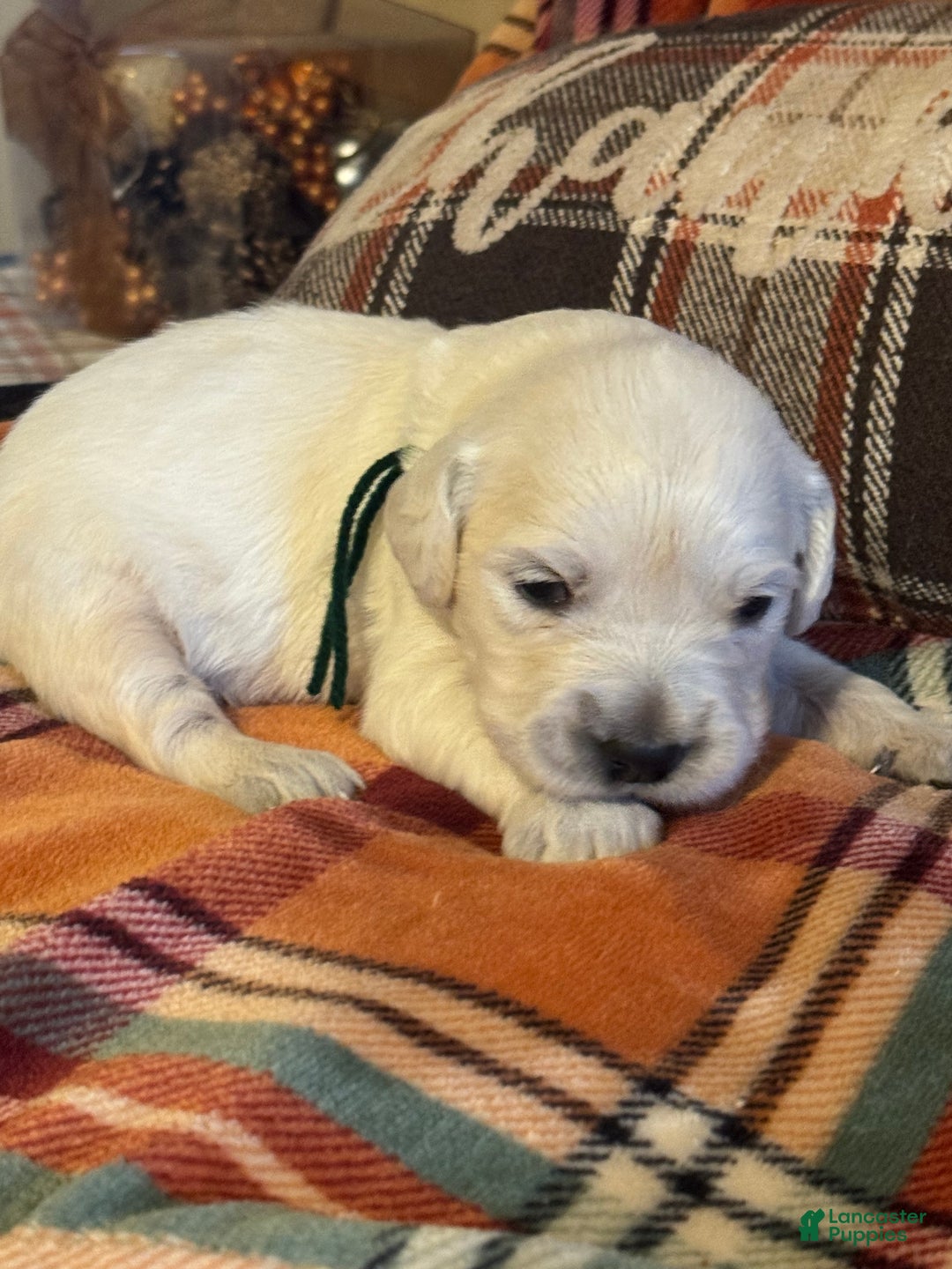 Golden Retriever dogs for sale: Green male- Lindy  - Ad 3