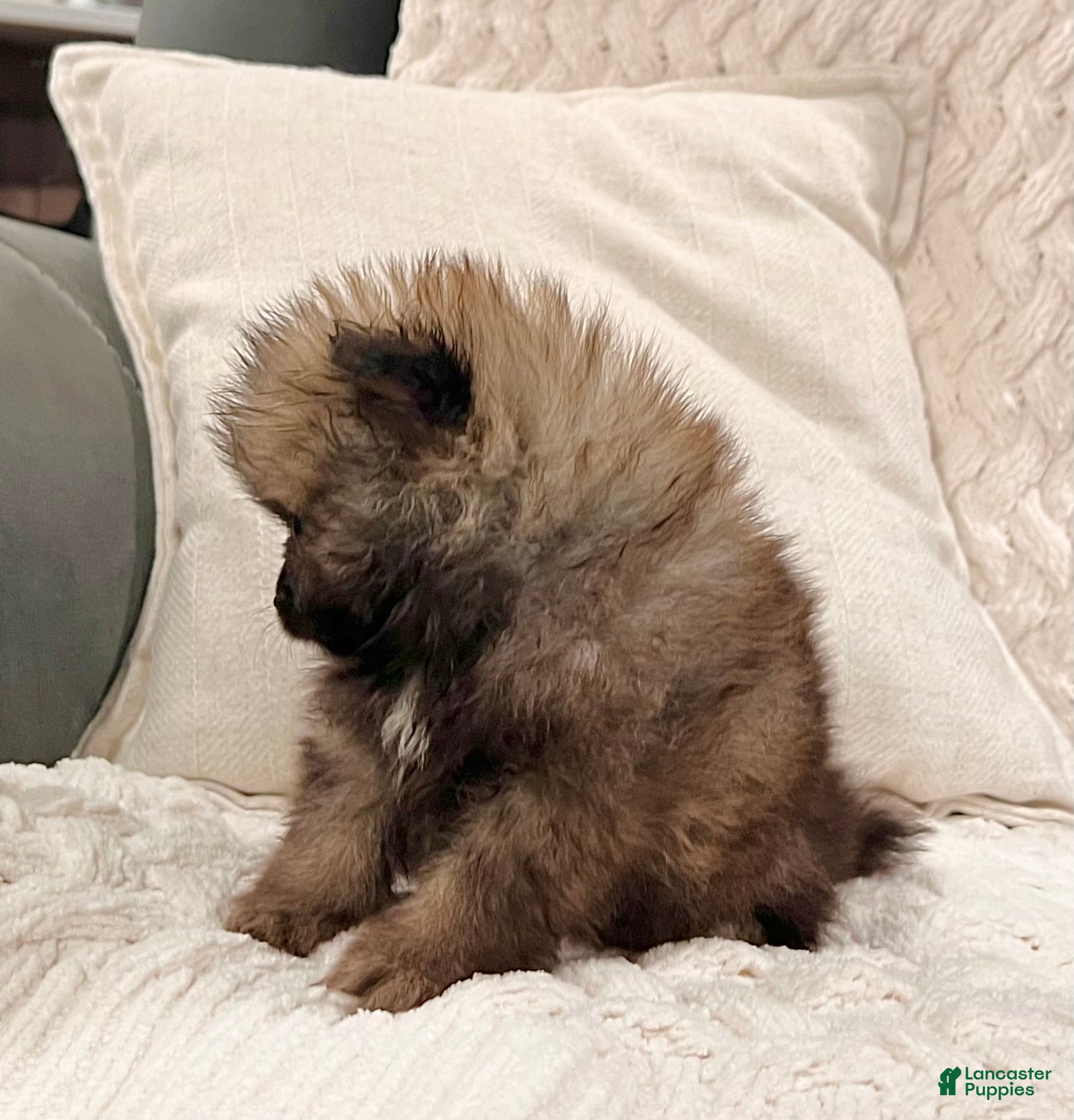 Pomeranian dogs Buddy - Ad 2