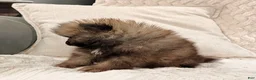 Pomeranian dogs for sale: Buddy - Ad 2