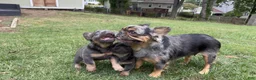 French Bulldog dogs for sale: Six FEMALE  - Ad 6
