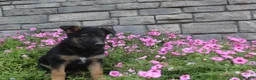 German Shepherd dogs for sale: Anson - Ad 8
