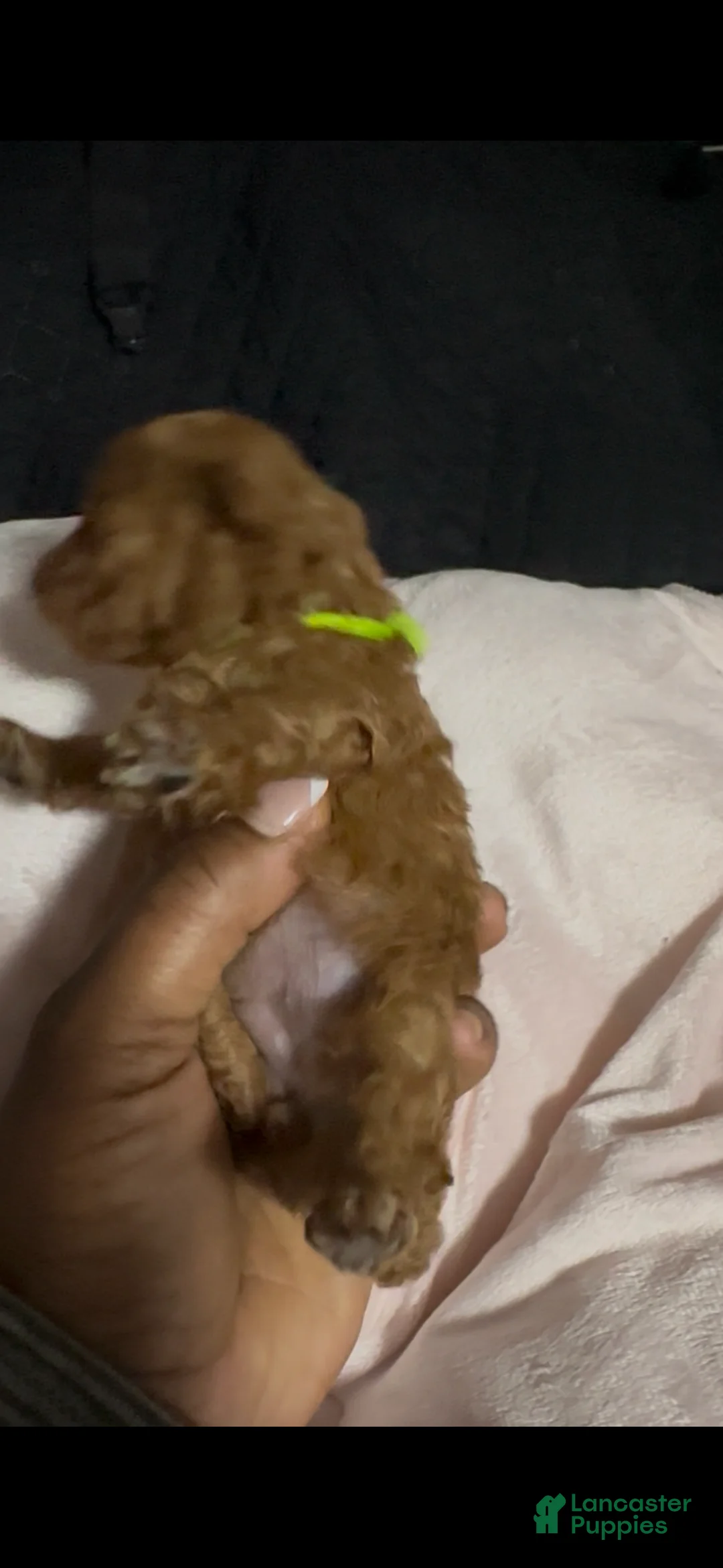 Toy Poodle dogs for sale: Rowan - Ad 1