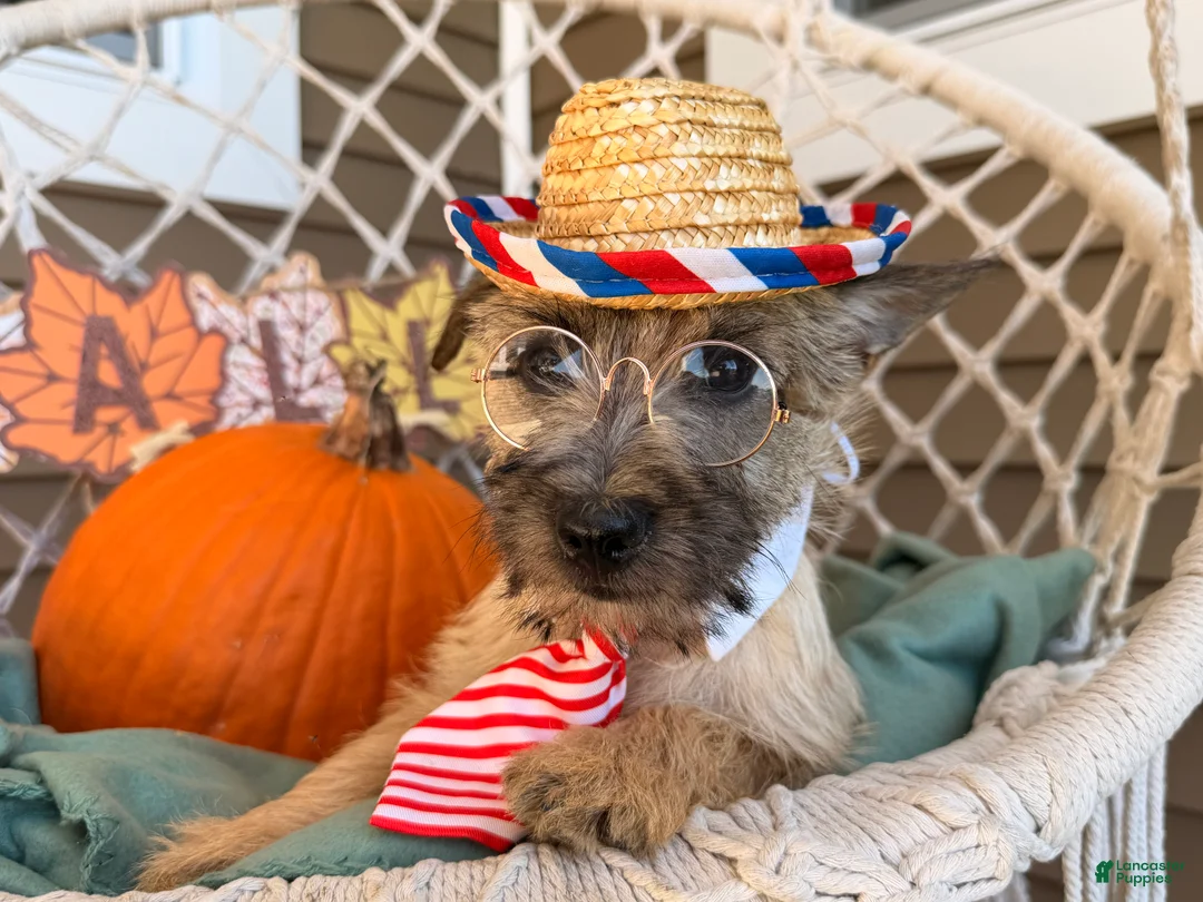 Cairn Terrier dogs for sale: Jimmy  - Ad 1