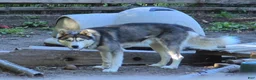 Siberian Husky dogs for stud: Keanu - Ad 4