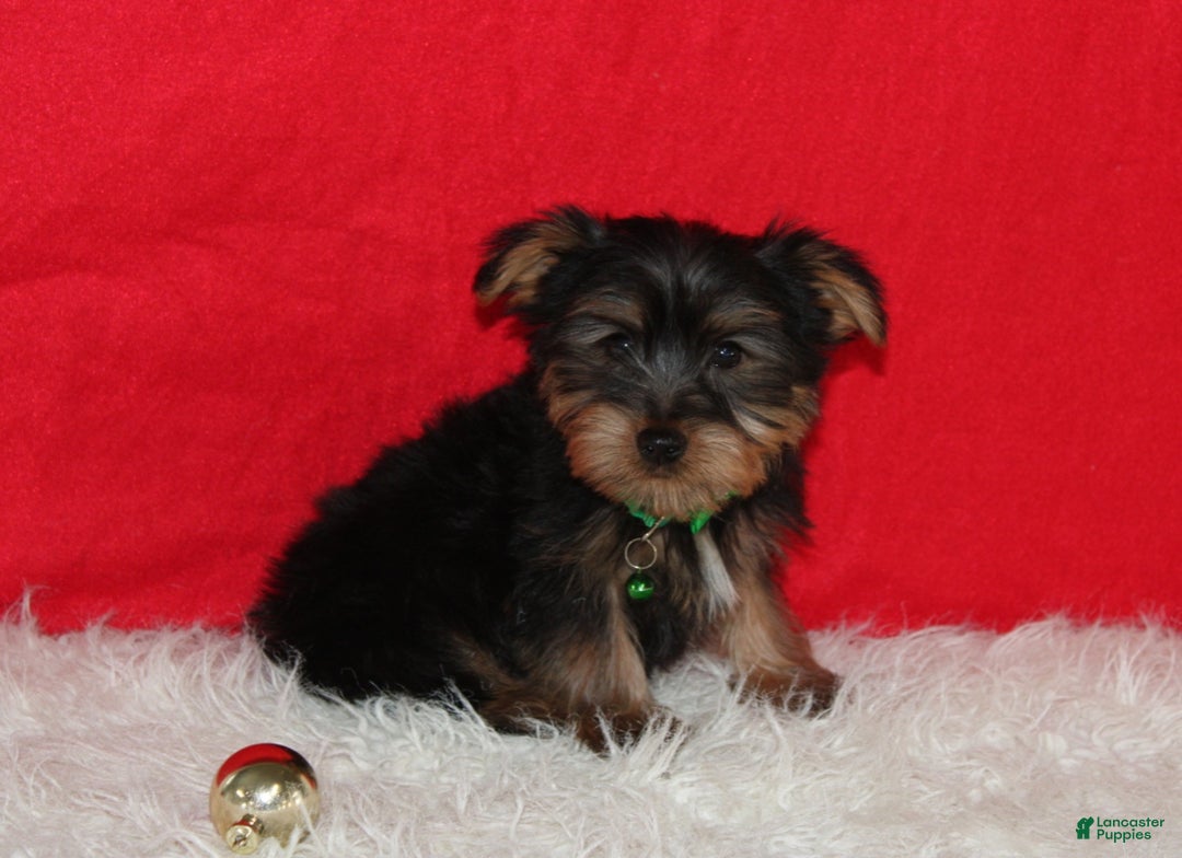 Yorkshire Terrier dogs for sale: Dustin - Ad 12