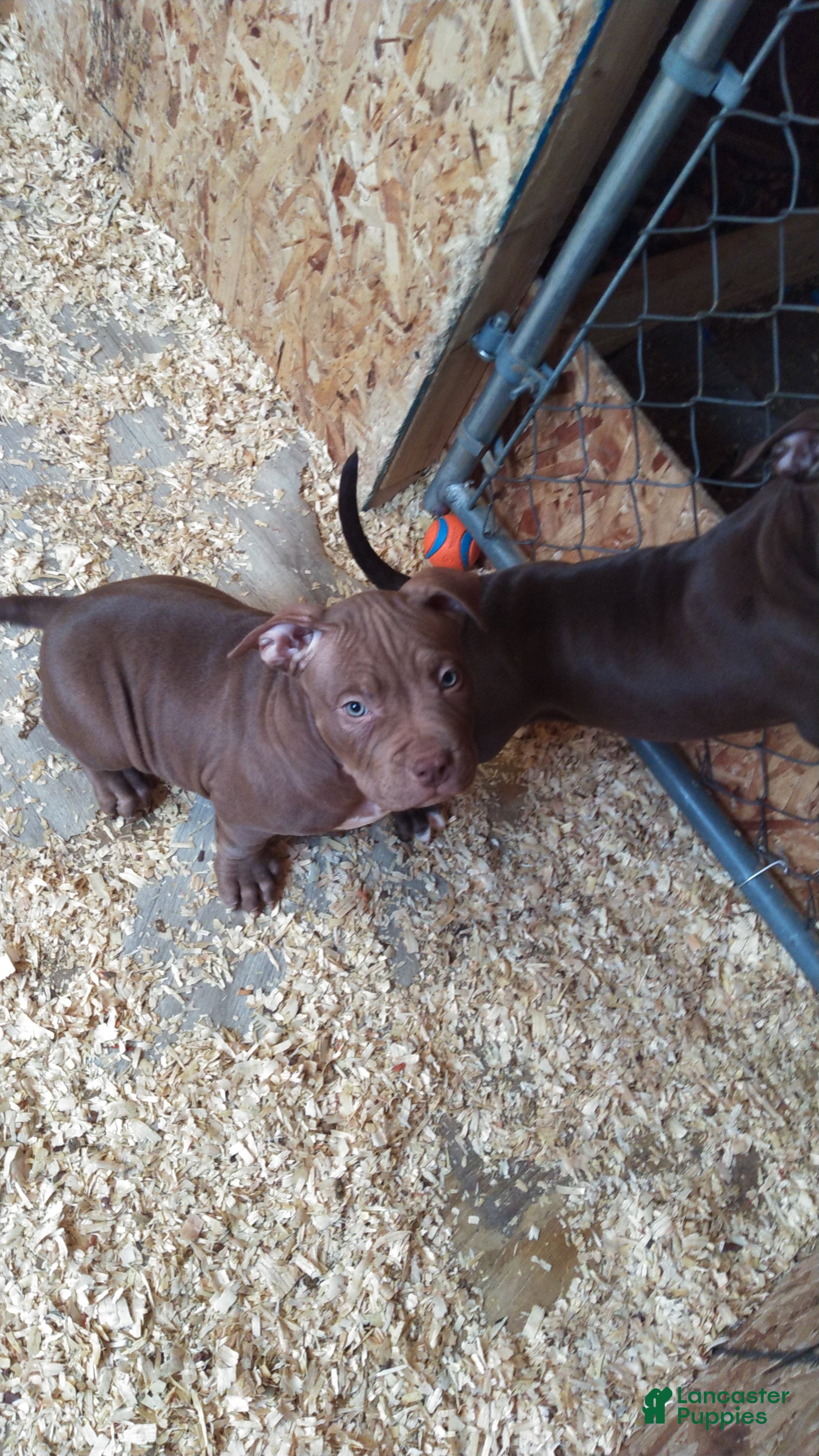 American Bully dogs American Bully Puppy 1 - Ad 1