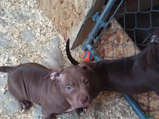 American Bully dogs American Bully Puppy 1 - Ad 1