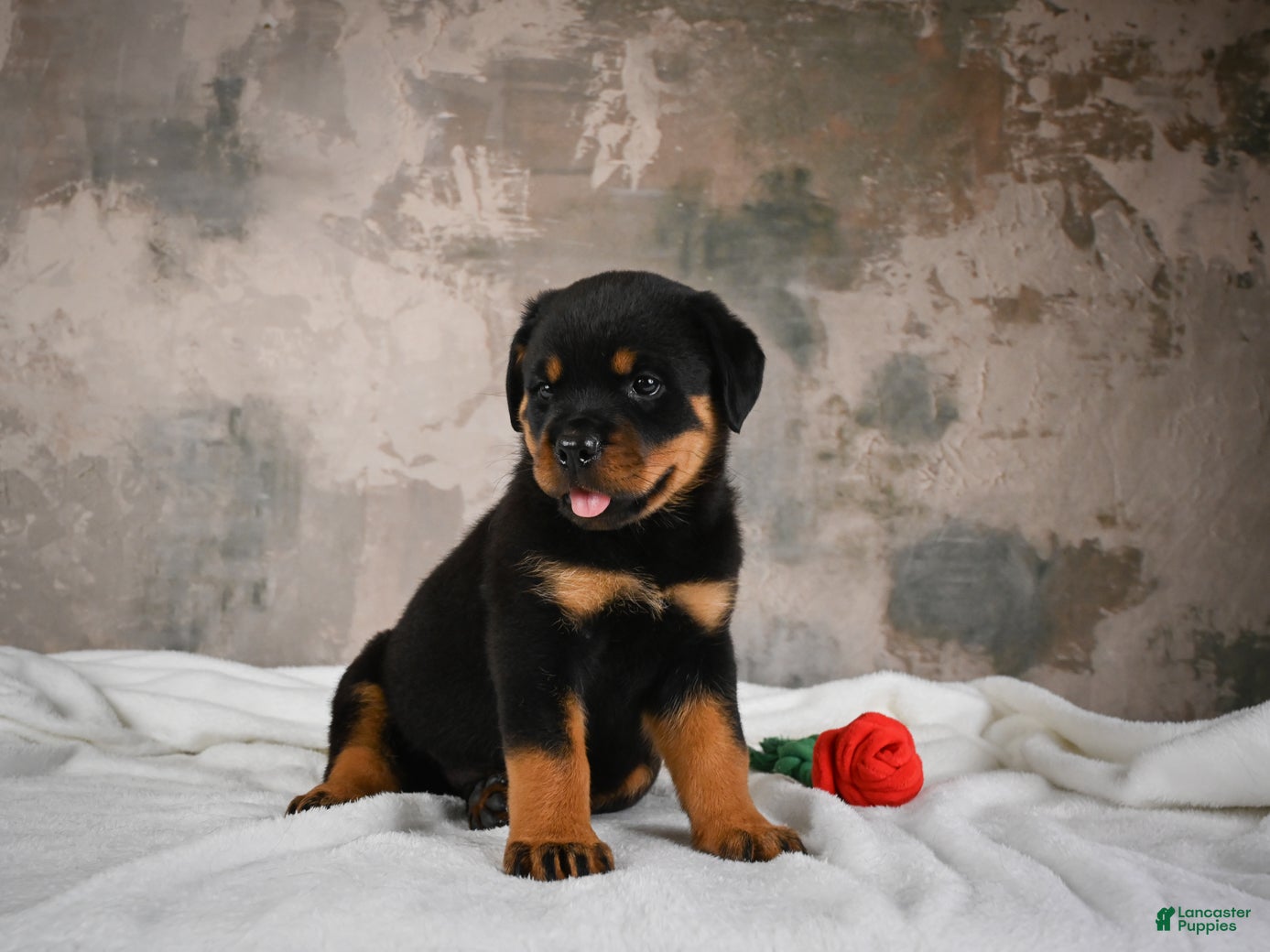 Rottweiler dogs  Hazel 🐾 - Ad 2