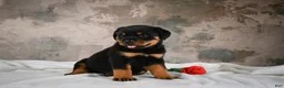 Rottweiler dogs for sale:  Hazel 🐾 - Ad 5