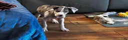 Great Dane dogs for sale: Luna - Ad 2