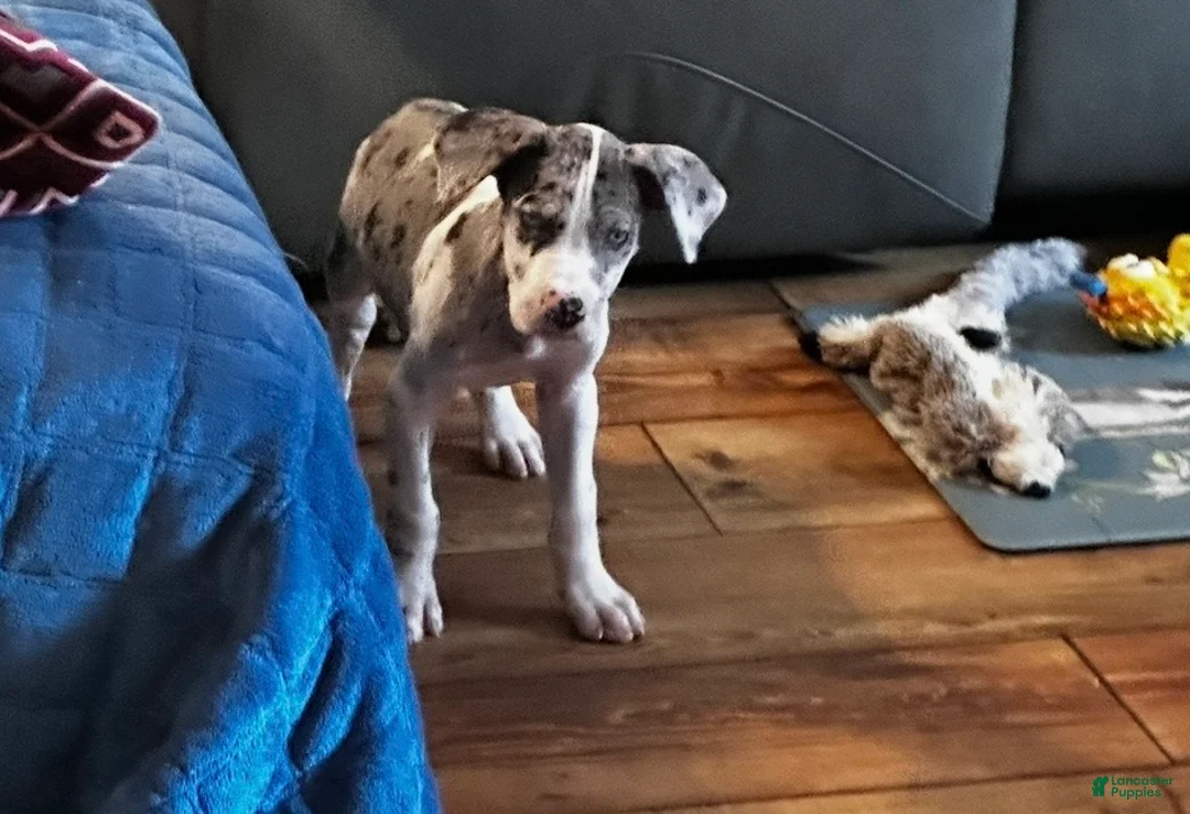 Great Dane dogs for sale: Luna - Ad 2