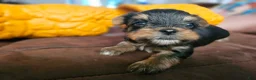 Yorkshire Terrier dogs for sale: Max - Ad 17