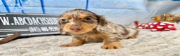 Dachshund dogs for sale: Uno chocolate dapple boy - Ad 2