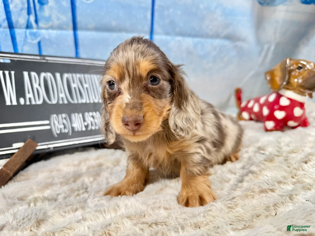 Dachshund dogs for sale: Uno chocolate dapple boy - Ad 2