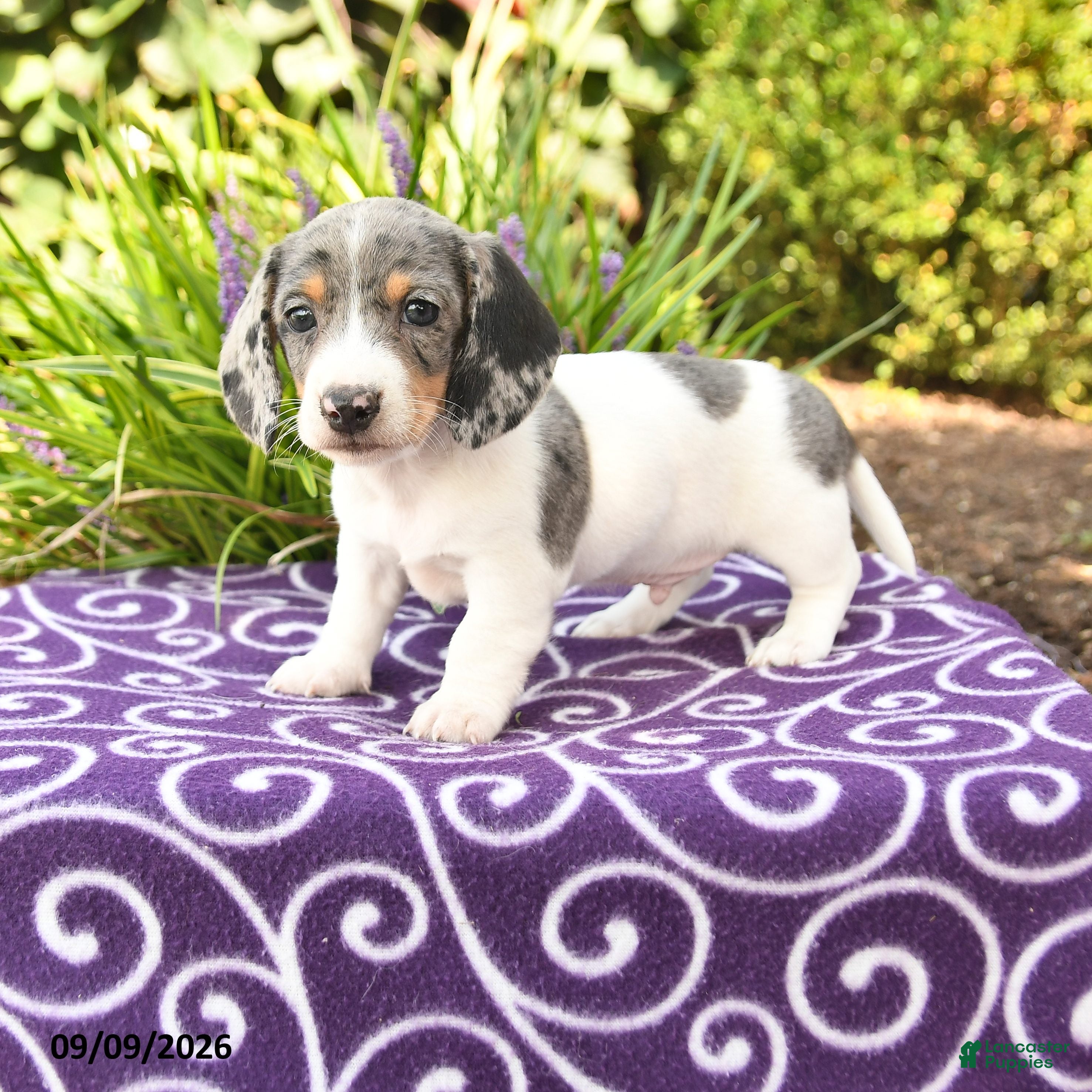 Miniature Dachshund dogs Obie - Ad 1