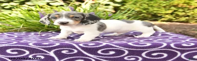 Obie