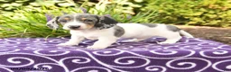 Miniature Dachshund dogs for sale: Obie - Ad 1