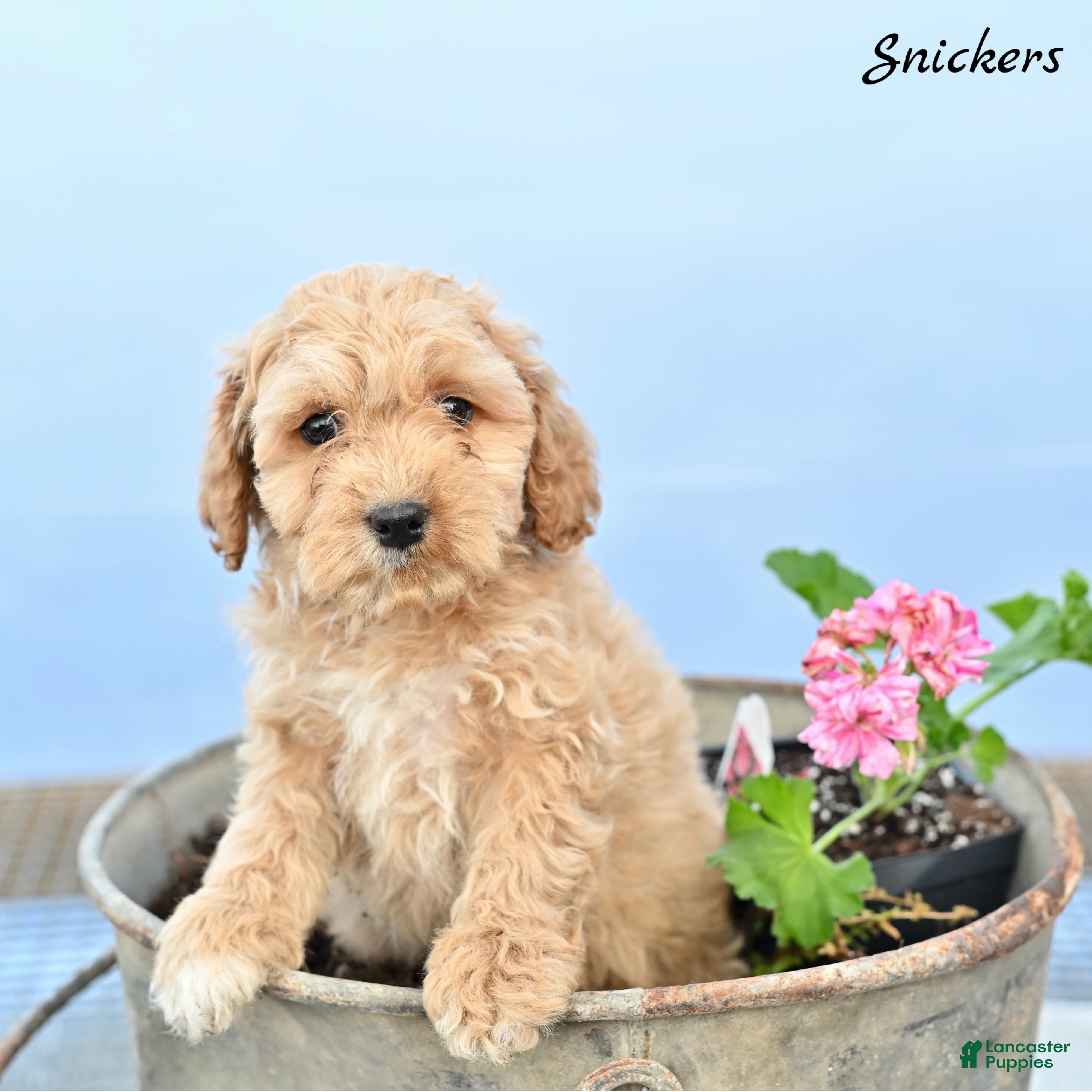 Cockapoo dogs Snickers  - Ad 2