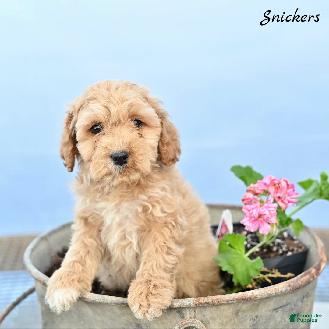 Cockapoo dogs for sale: Snickers  - Ad 2