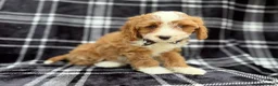 Cavapoo dogs for sale: Mosely - Ad 6