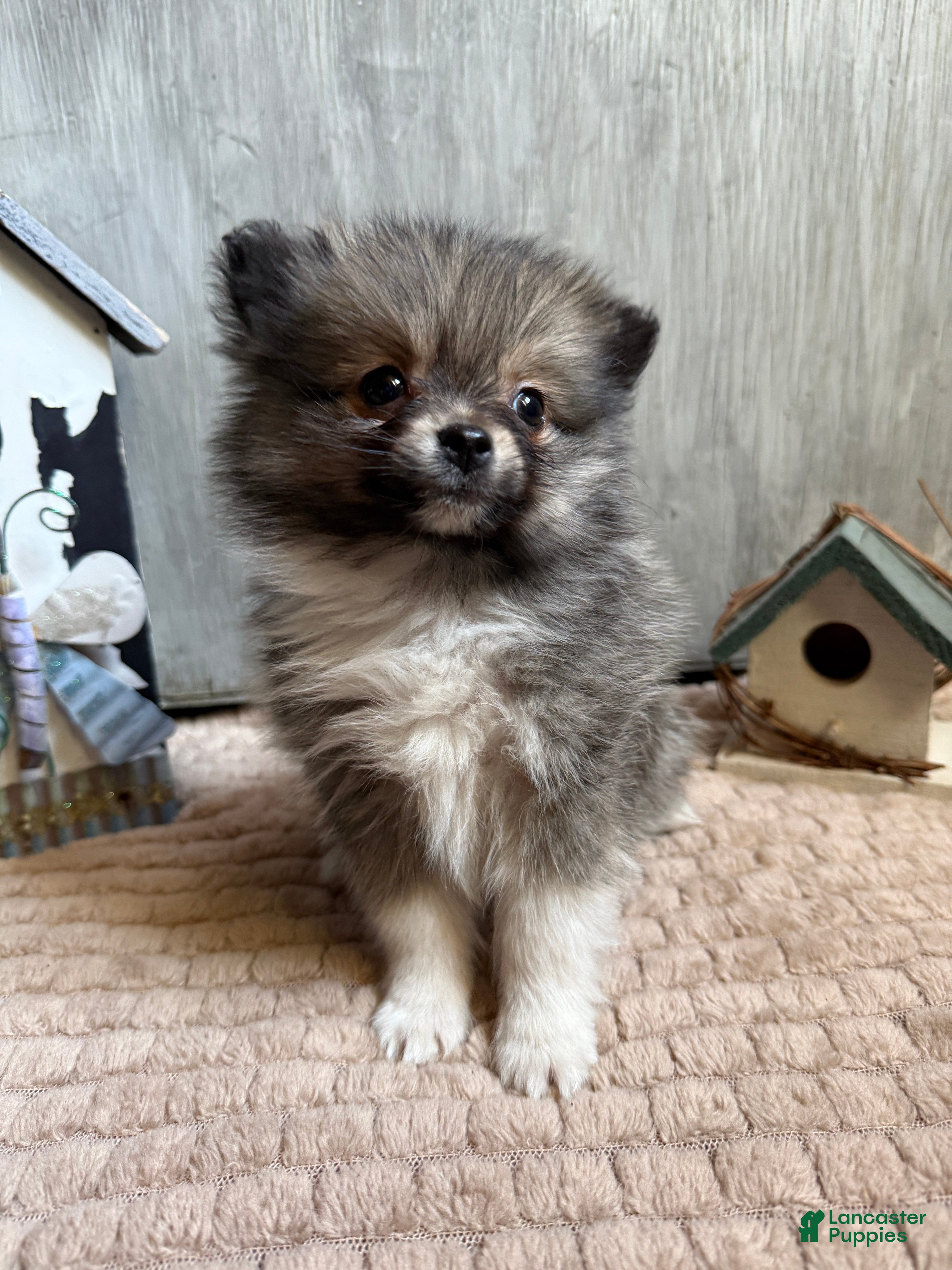 Pomeranian dogs Lynn - Ad 2