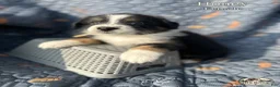 Australian Shepherd dogs for sale: Honey - Ad 3