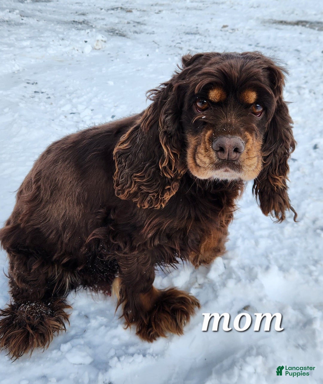 Mixed Breed dogs for sale: Logan - Ad 9