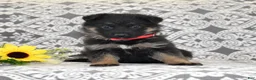 German Shepherd dogs for sale: Diamond - Ad 3