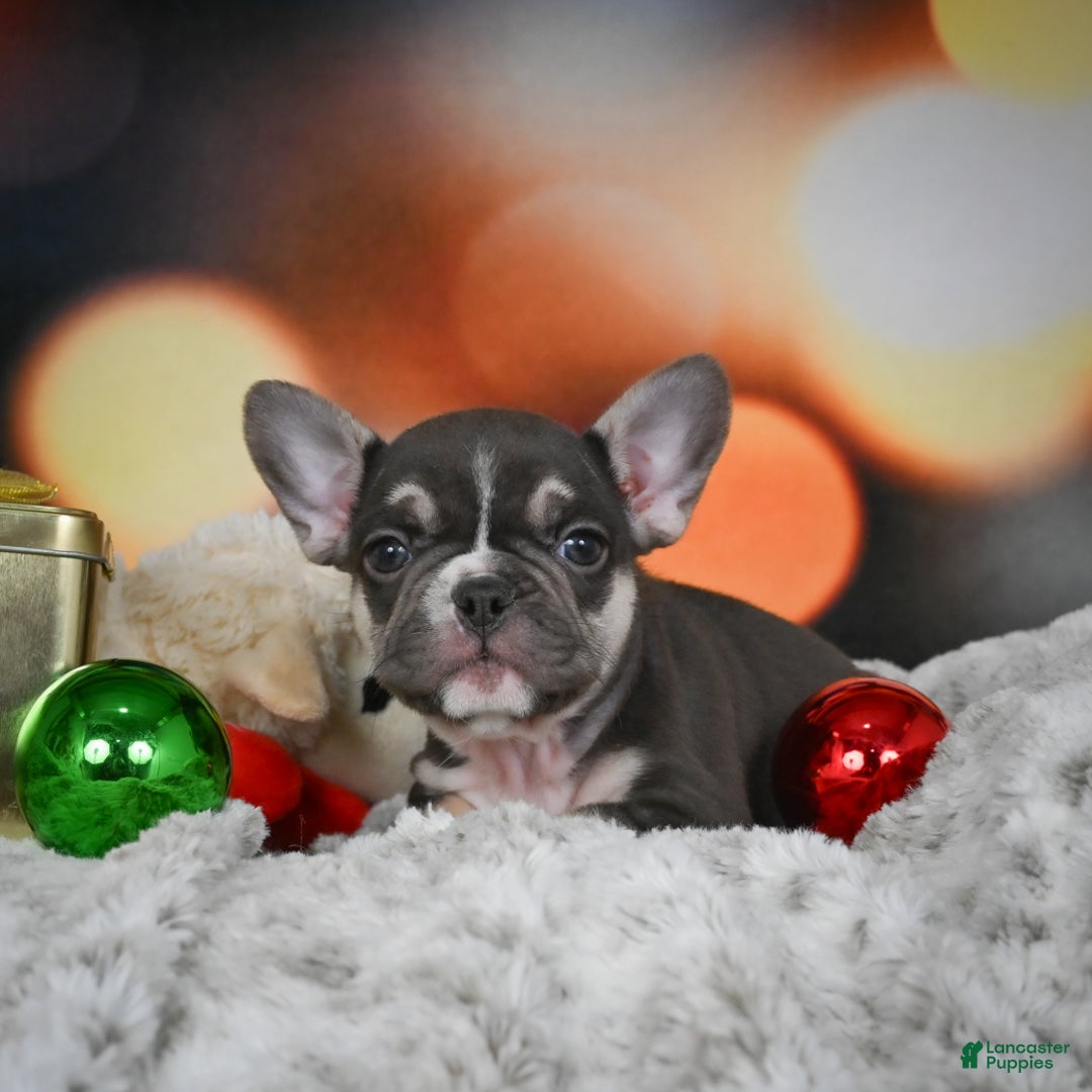 French Bulldog dogs for sale: Conrad - Ad 8