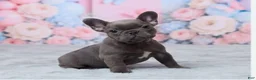 French Bulldog dogs for sale: Luna - Ad 4