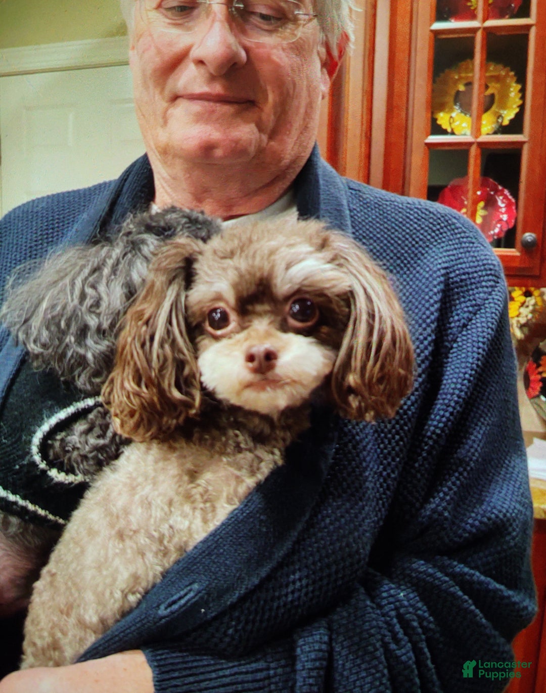 Maltipoo dogs for sale: Chocolate Joedirt  - Ad 10