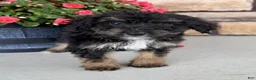 Bernedoodle dogs for sale: Remi - Ad 3