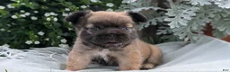 French Bulldog dogs for sale: Olive - Ad 8