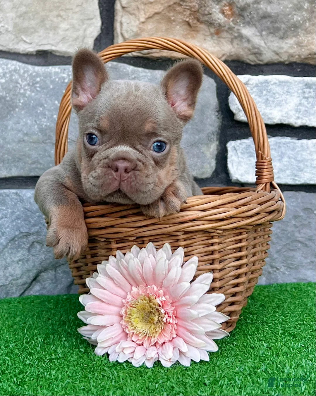 French Bulldog dogs for sale: Tracy - Ad 8