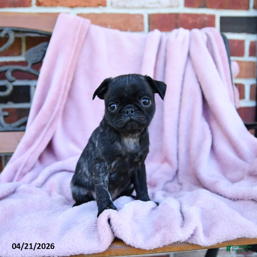 Pug dogs for sale: Tessa - Ad 3
