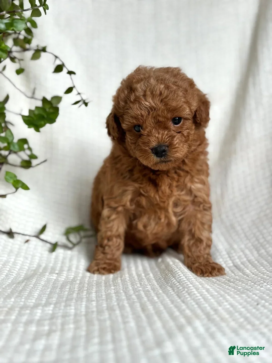 Mini Goldendoodle dogs for sale: Monty - Ad 1