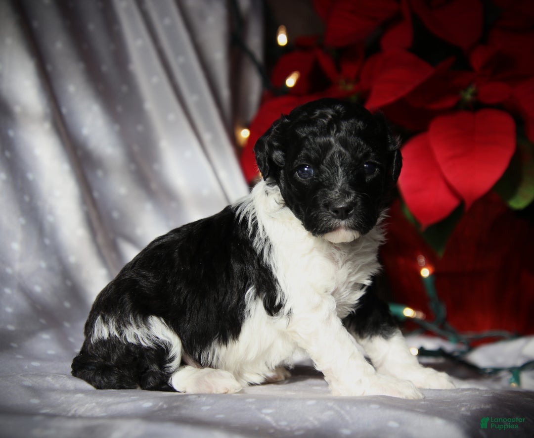 Cockapoo dogs for sale: Dazzle - Ad 4