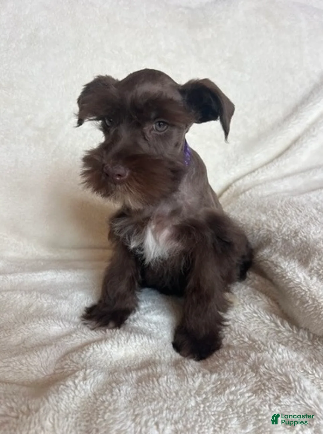 Schnauzer dogs for sale: Ellie - Ad 4