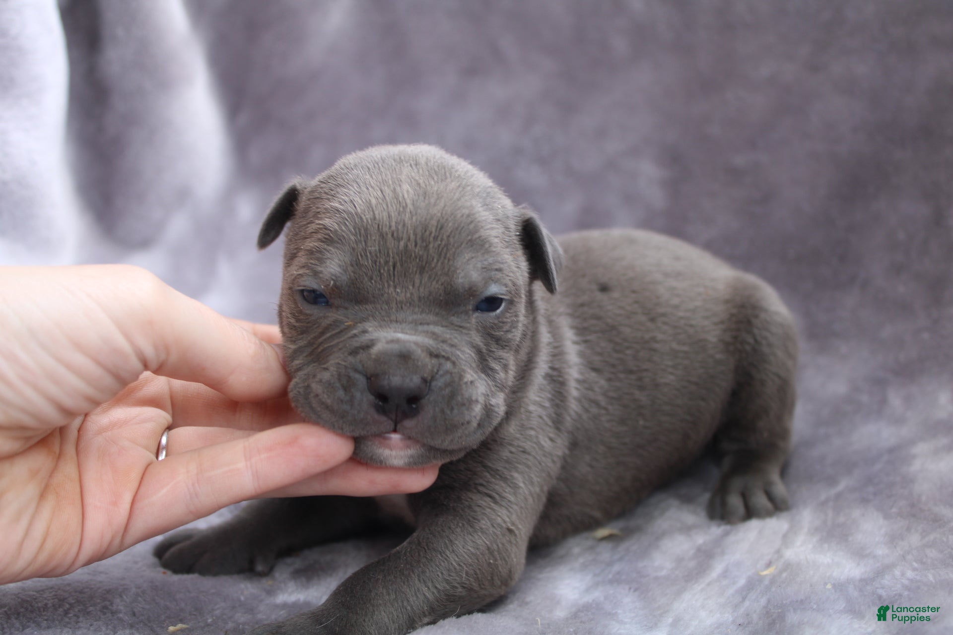 American Bully dogs Loki - Ad 1
