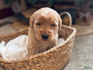 Golden Retriever dogs Prince - Ad 42