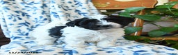Havanese dogs for sale: Blackie - Ad 1