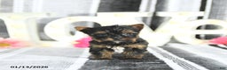 Yorkshire Terrier dogs for sale: Jasper - Ad 1