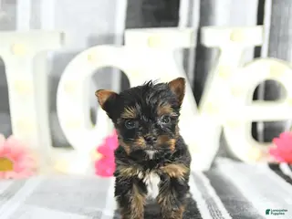 Yorkshire Terrier dogs Jasper - Ad 28