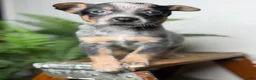 Australian Cattle Dog dogs for sale: Rudis - Ad 1